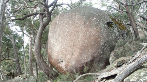 screen shot of curved tree