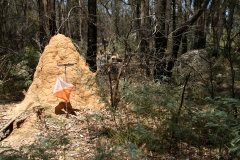 A termite mound - beware!